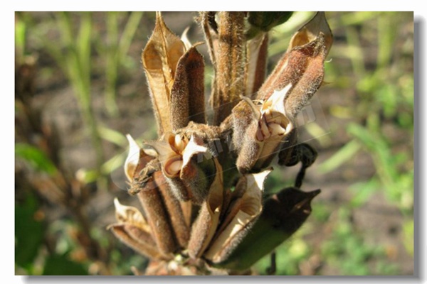 番(fan)茄製漿廠(chang)生物(wu)質蒸汽鍋鑪
